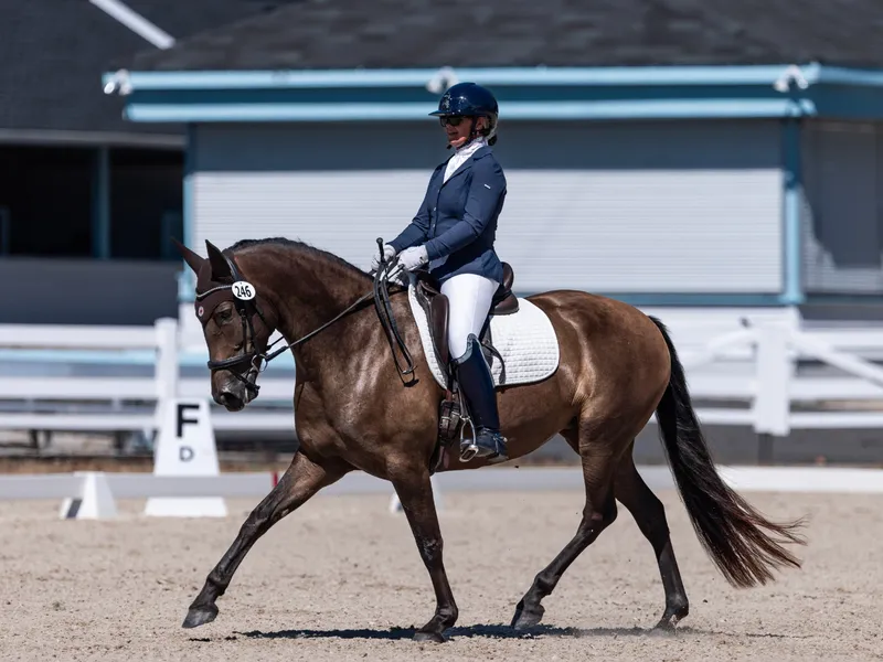 Private Andalusian Horse Experience Jerez — Pura Raza Española dressage display and guided ride through olive groves